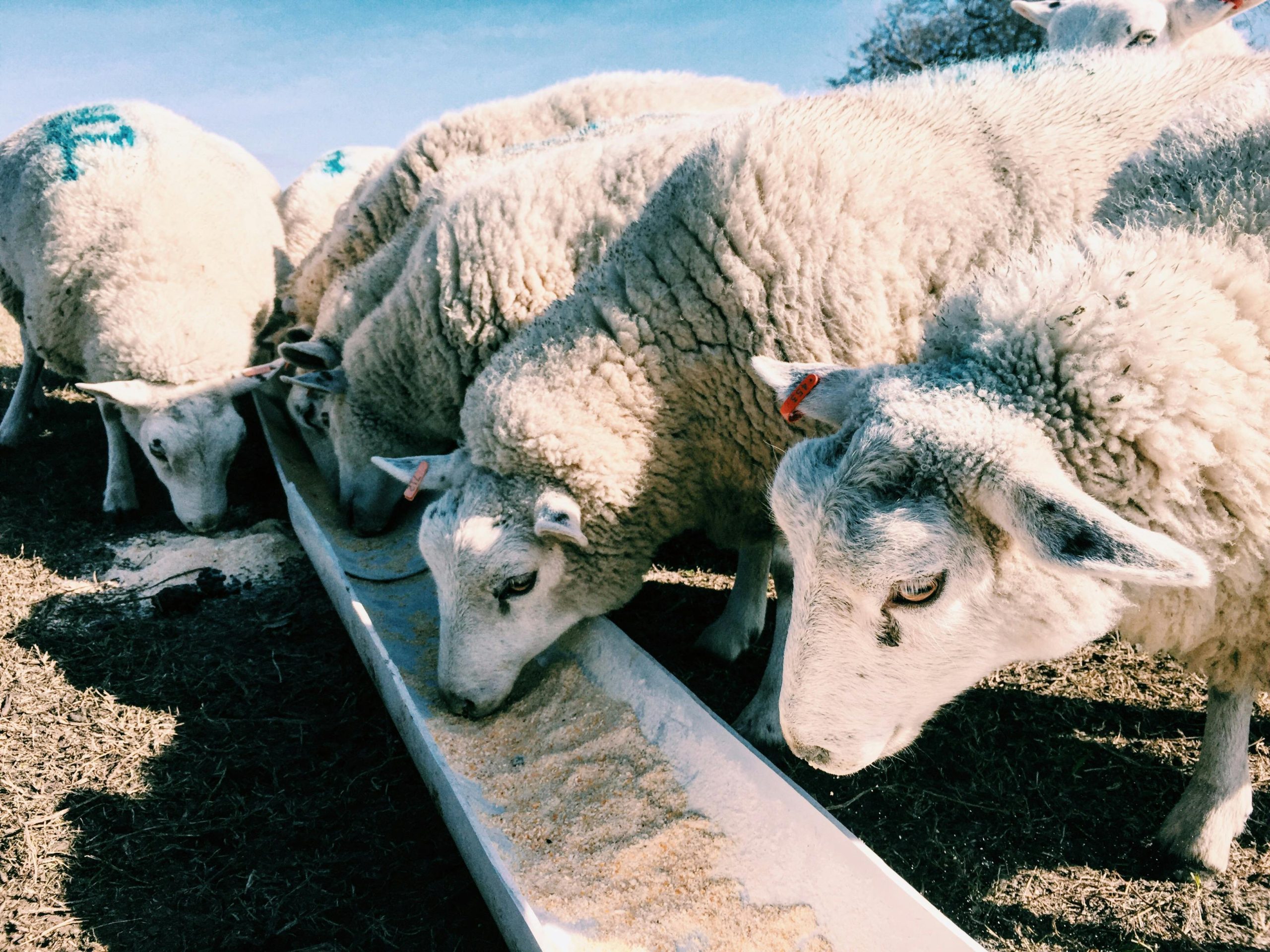 pexels-maca-naparstek-456152-1153756